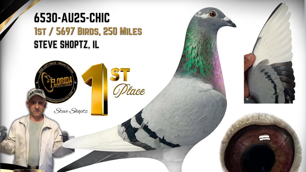 Luis Miguel Loft / Florida Pigeon Derby 250 Miles Final Race ( Daytona ) 