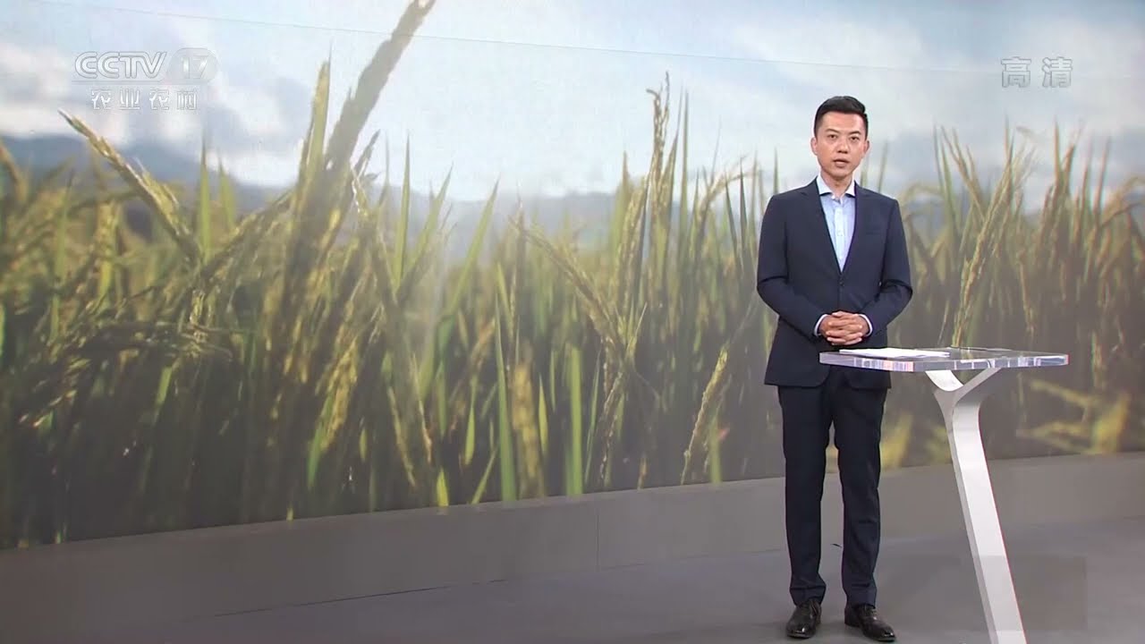 [中国三农报道]秋粮生产进入中后期 多举措稳产保丰收|农业致富经 Agriculture And Farming