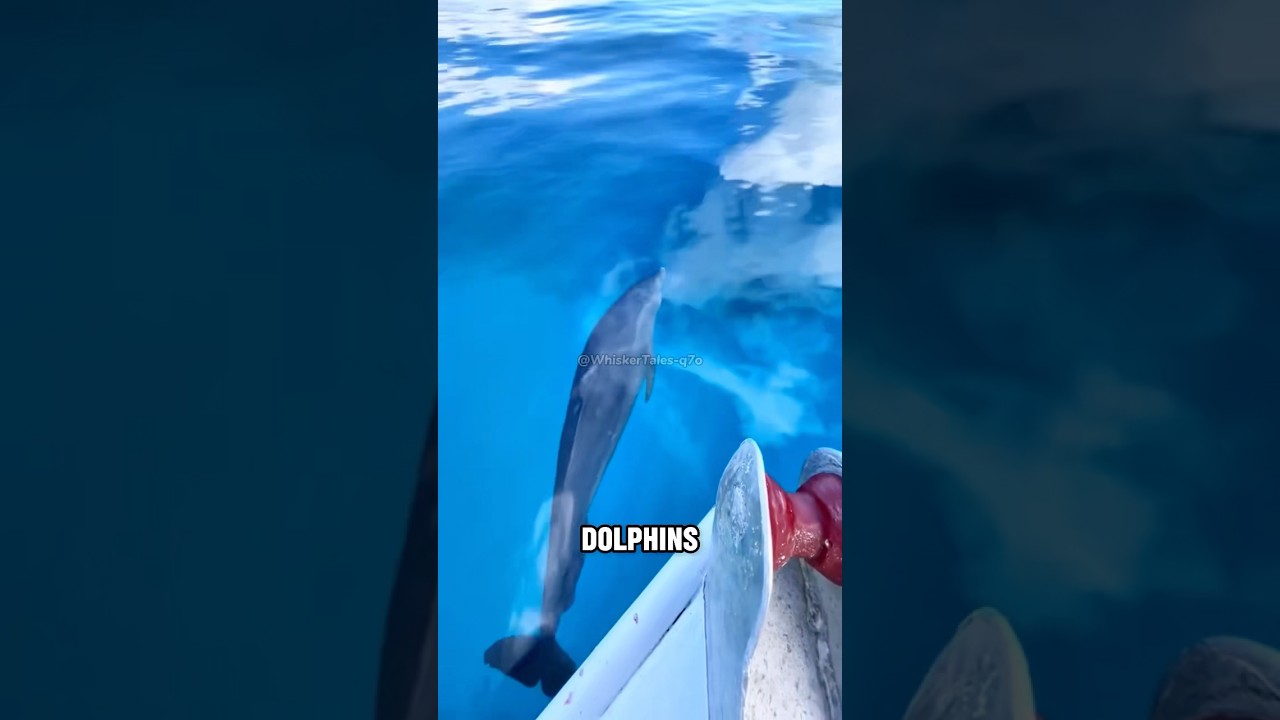 Smart dolphins 🐬 #shortvideo #animals #cute #dolphin #funny