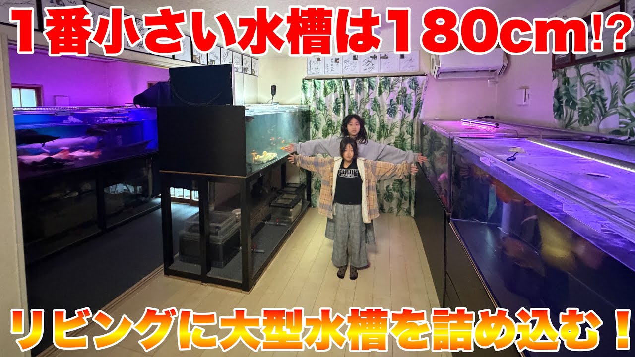 【お宅訪問】一番小さい水槽が180cm⁉︎大型水槽だらけのリビング！#アロワナ #アクアリウム #大型魚