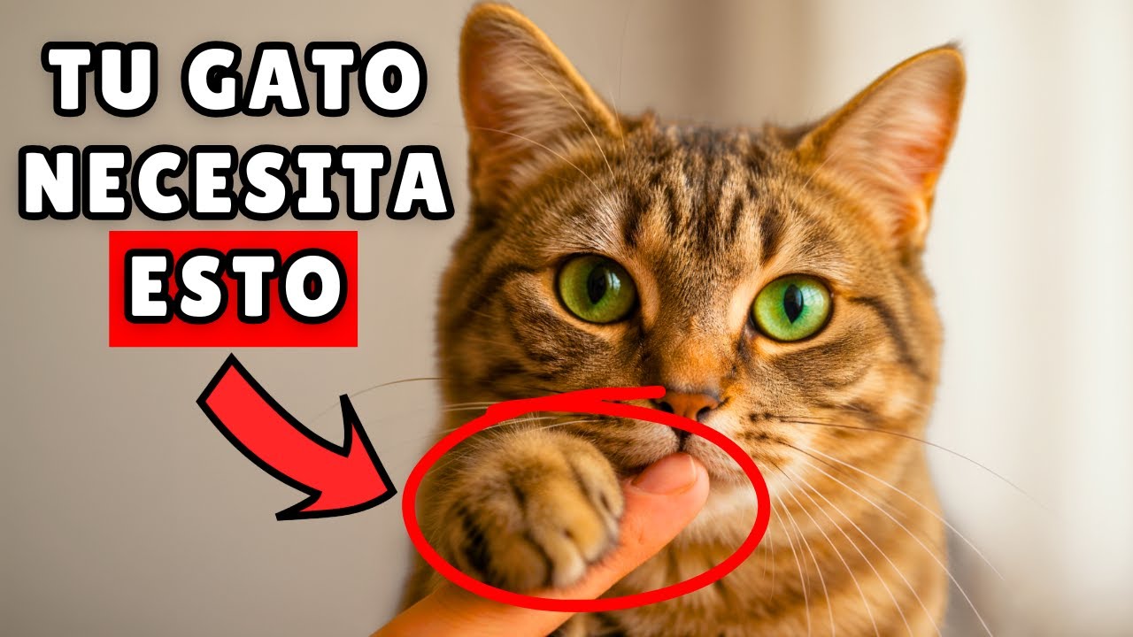 15 COSAS que tu gato DESEA que hagas MÁS a menudo