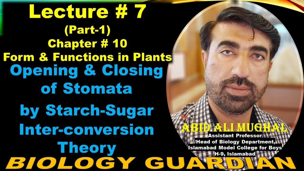 Opening and Closing of Stomata by Starch Sugar Interconversion | Lecture 7 (Part-1) Ch-10 NBF Bio-11