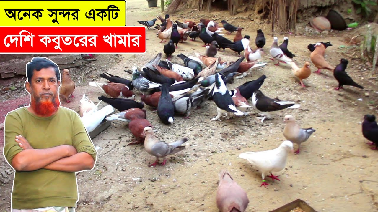 পুরুষ মানুষের জন্য বড় একটা শখ দেশি কবুতর পালন করে বাড়তি আয় করা জানালেন এই খামারি | BD Pigeon Farm