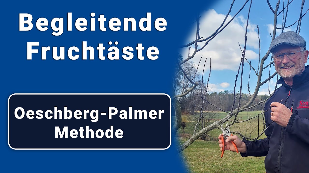 Obstbaumschnitt: Erziehung der Begleitenden Fruchtäste nach der Oeschberg-Palmer Methode!