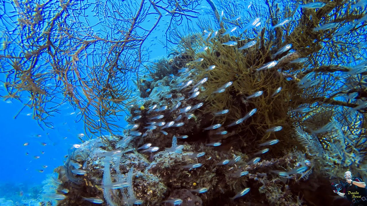 Indonesia. Raja Ampat (October 2022).  Sawandareck Reef. (4K).