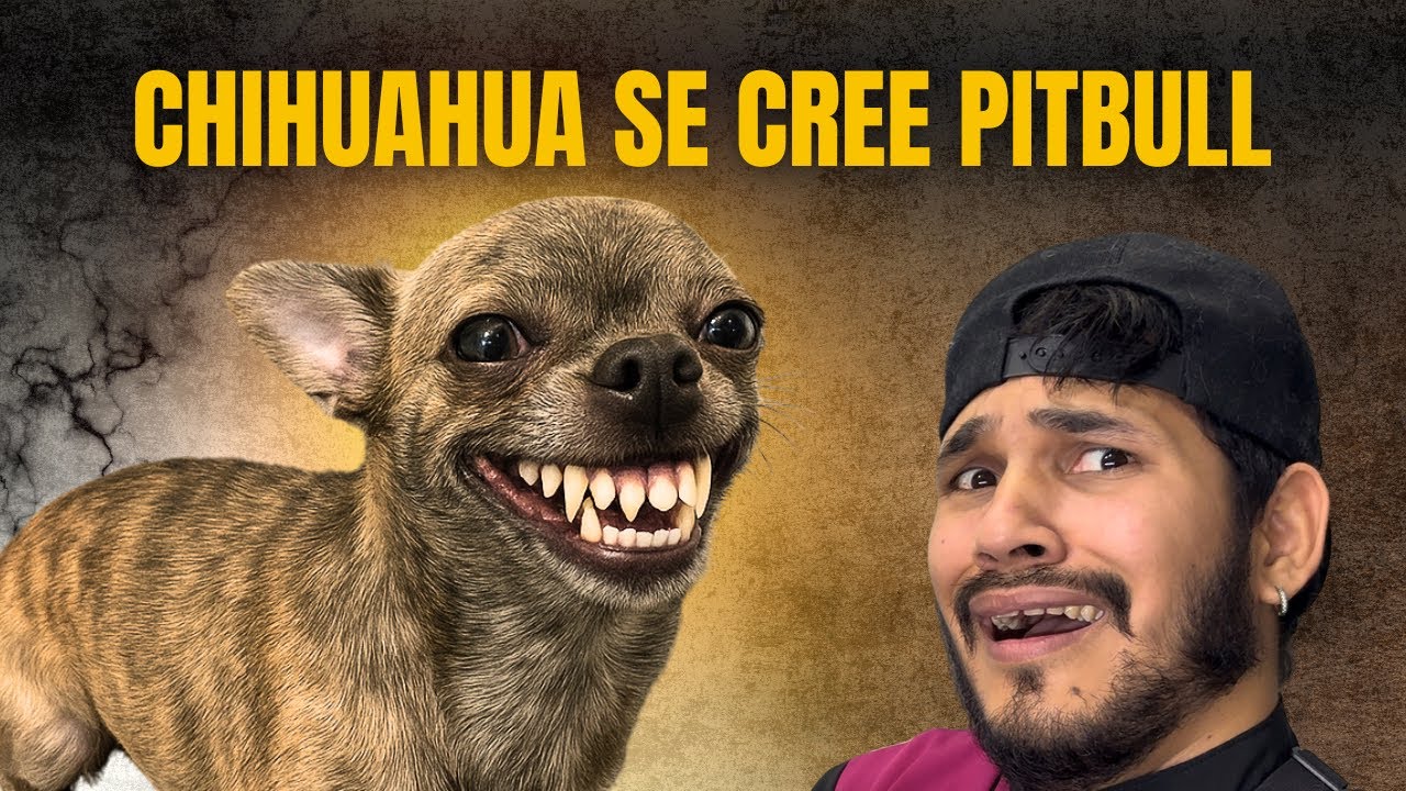 Este CHIHUHUA tiene alma de PITBULL y mente de ROTTWEILER 🔥😰