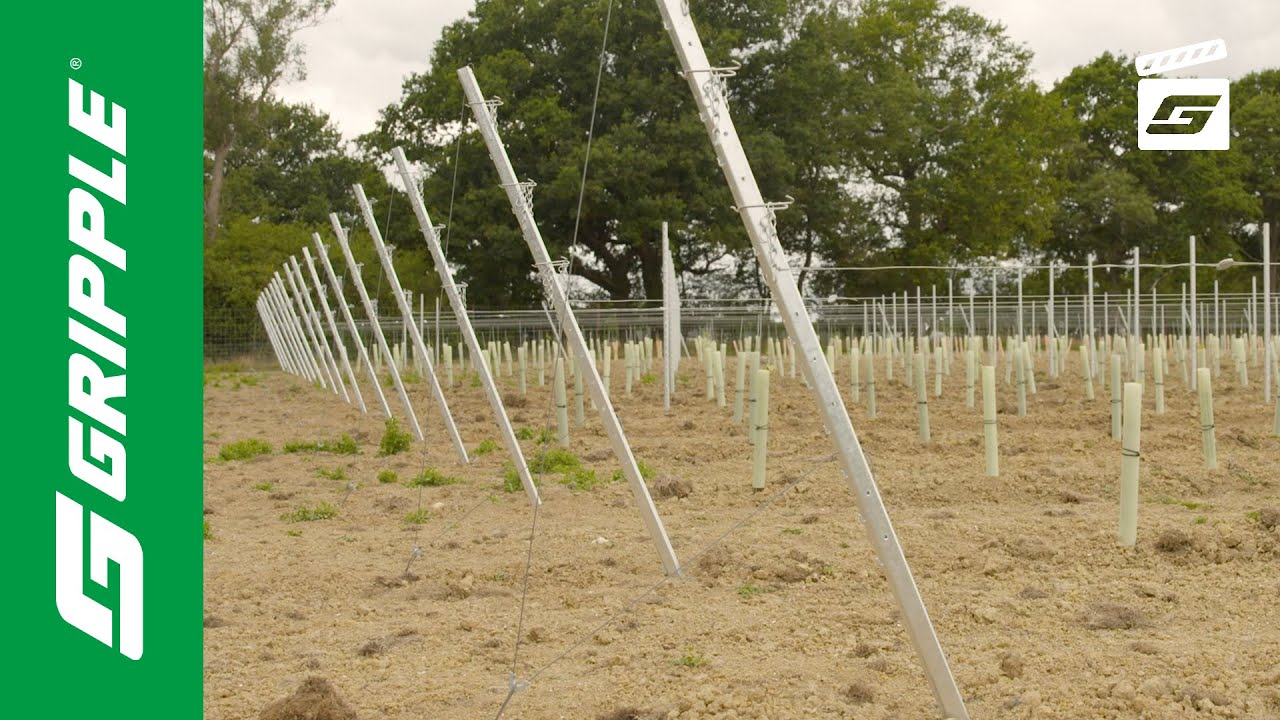 Lower Lodge Vineyard | West Sussex | GPAK Plus M