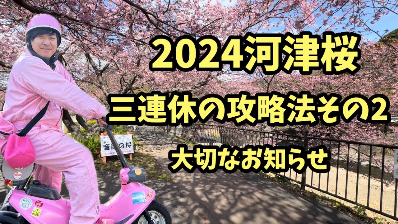 【2024河津桜まつり】2.9 攻略法2 大切なお知らせ　河津櫻　ライブカメラ