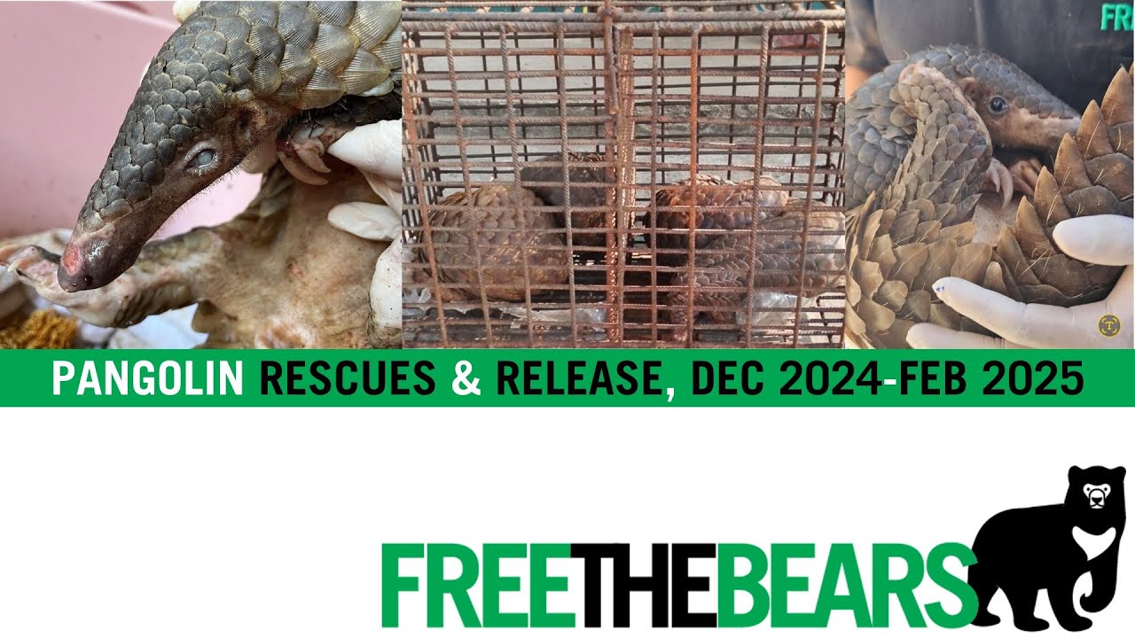 Pangolin Rescue & Release Feb 2025