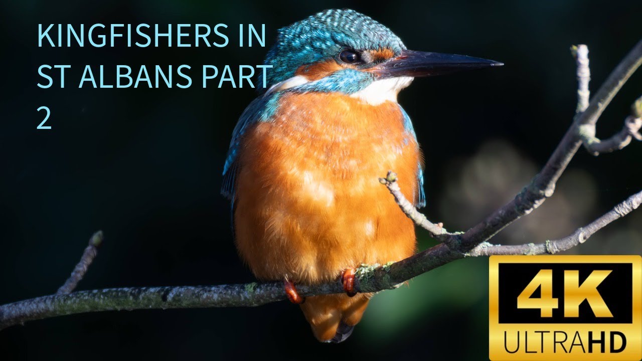 Kingfishers St Albans 4k Canon R7 & Canon 200 800 Part 2
