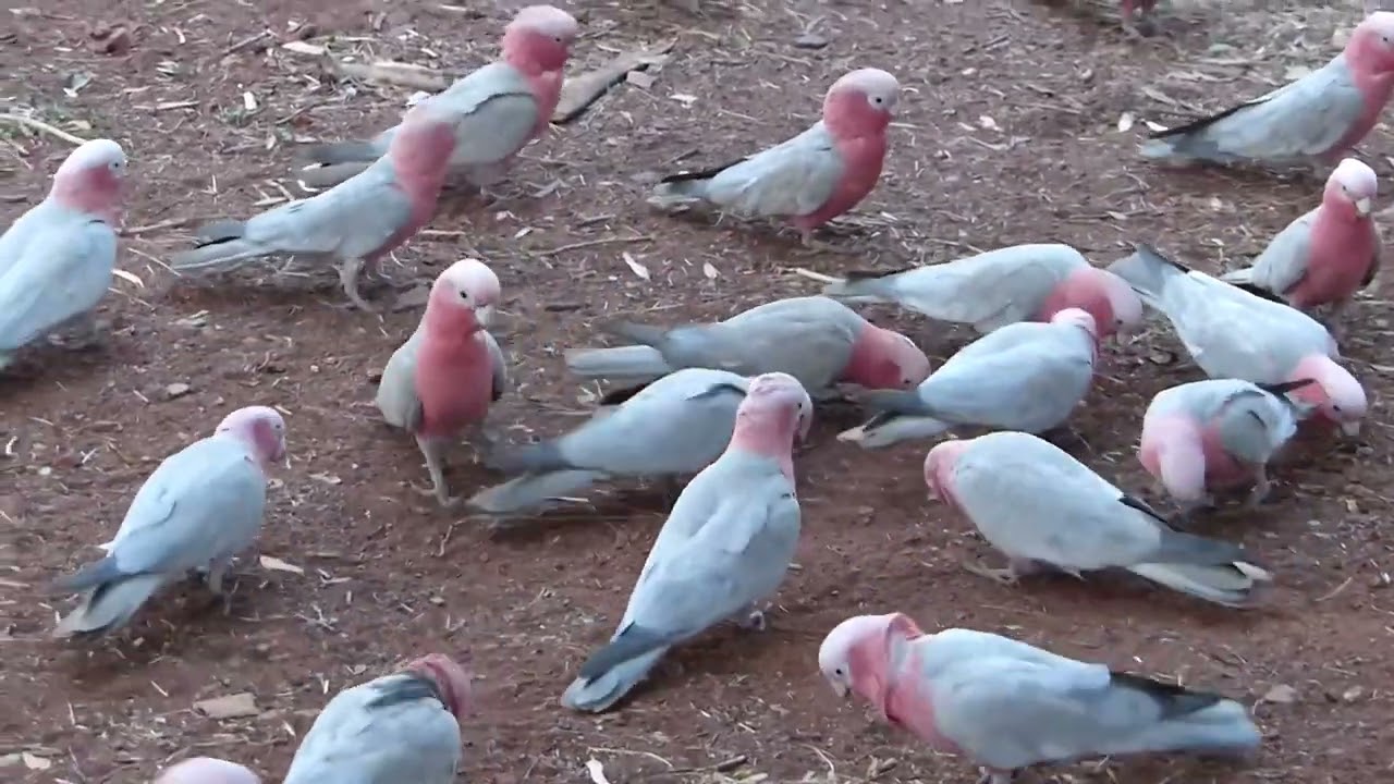 les cacato&egrave;s rosalbins &agrave; c&ocirc;t&eacute; de notre tente. Australie 2023