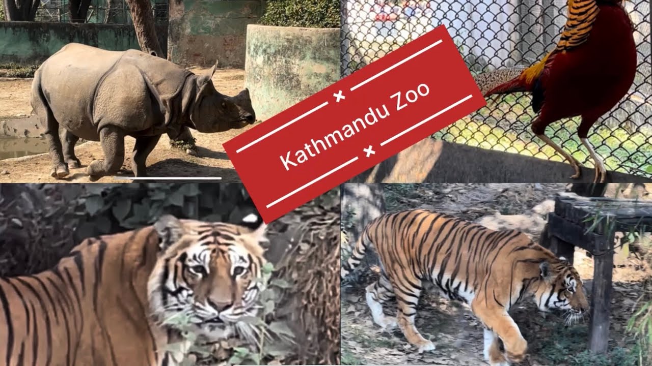 JAWALKHEL Zoo || Kathmandu Nepal