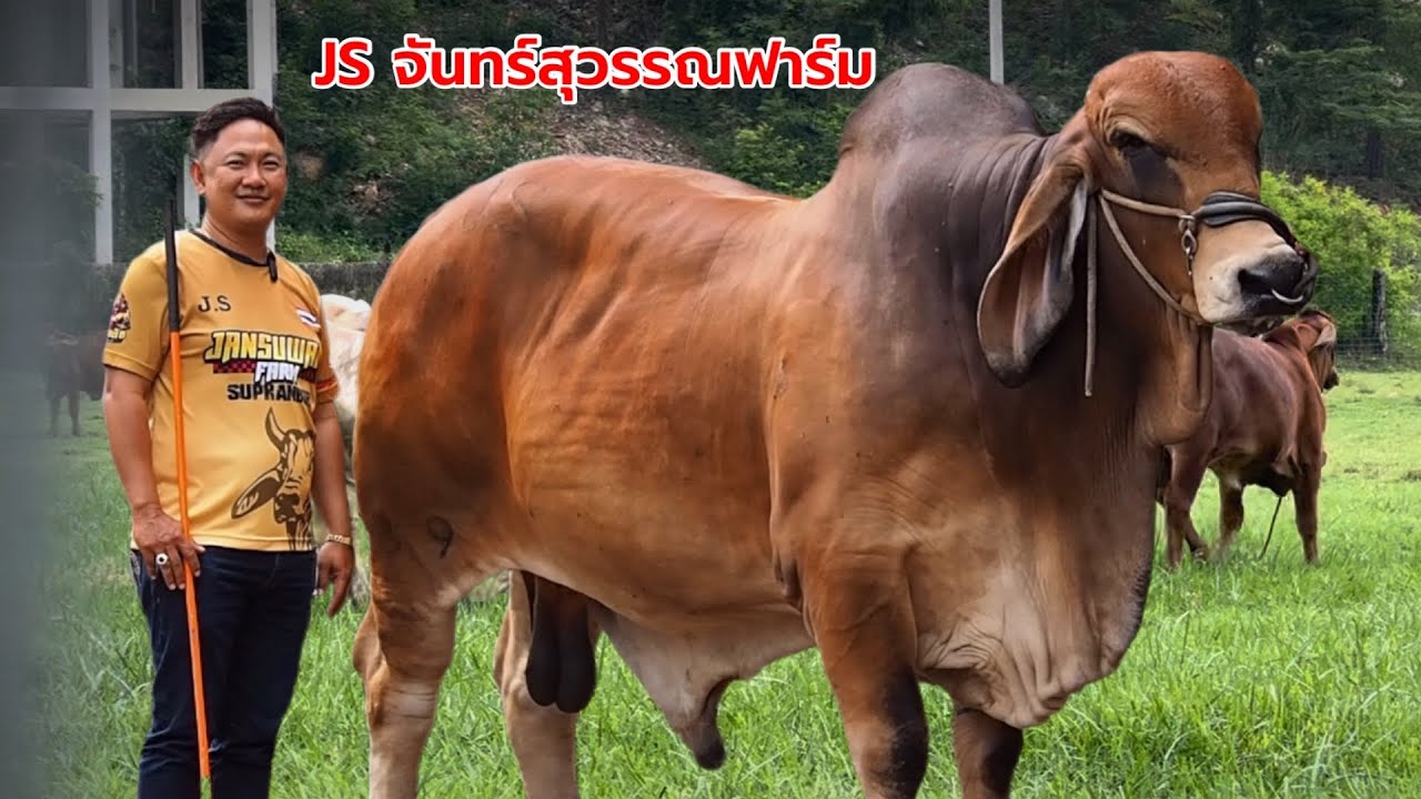 Методы брахманского скотоводства‼️ в стиле фермы JS Chan Suwan | Камнан Бой, провинция Супханбури...
