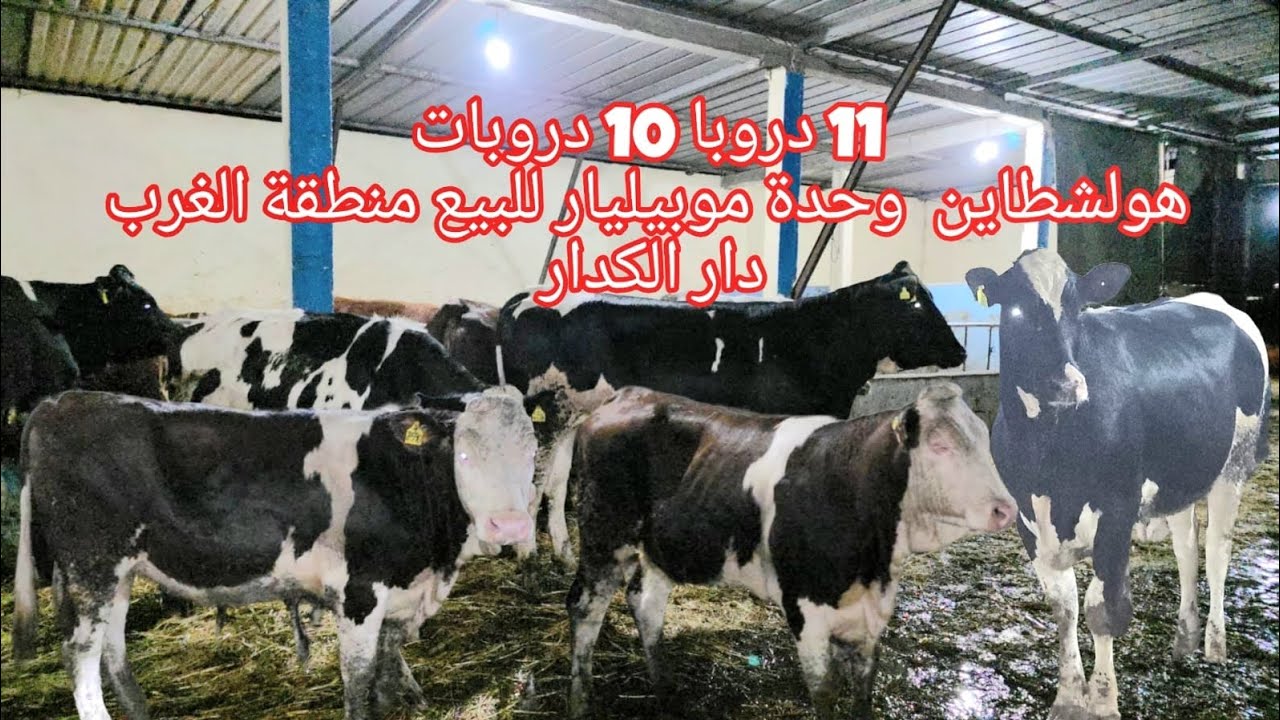  11 دروبا 10 دروبات هولشطاين  وحدة موبيليار للبيع منطقة الغرب دار الكدار  0661282165