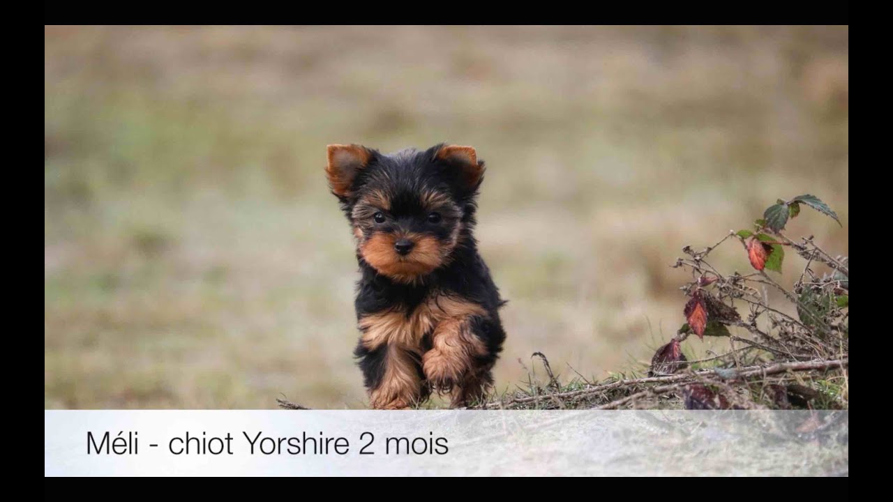 Méli - chiot Yorkshire 2 mois 💚