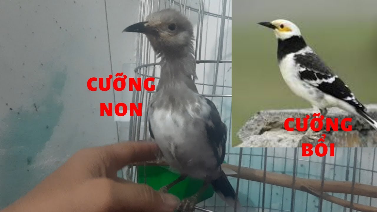 Distinguish young birds and old birds I Phân Biệt Chim Cưỡng Non Và Chim Bổi @KhiNguyen Vlog
