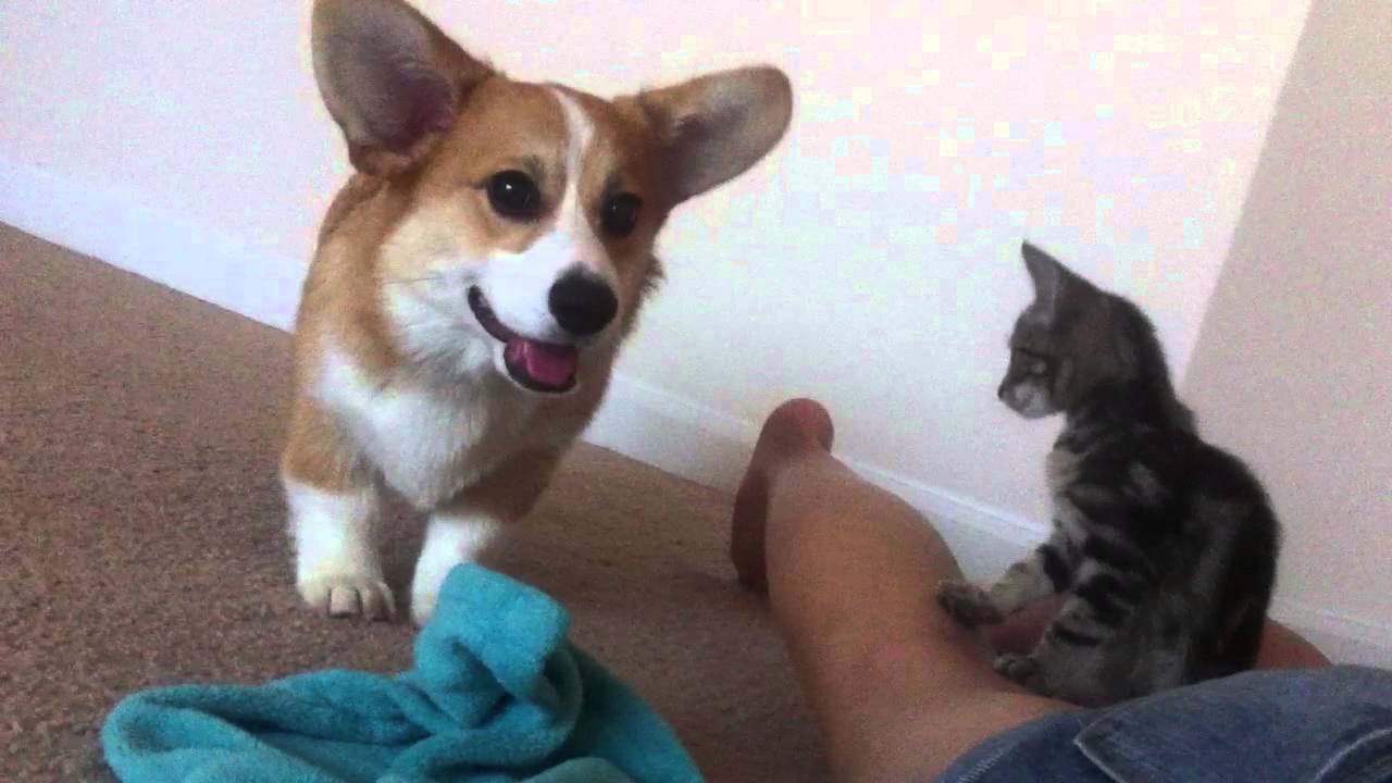 Corgi and Kitten Play