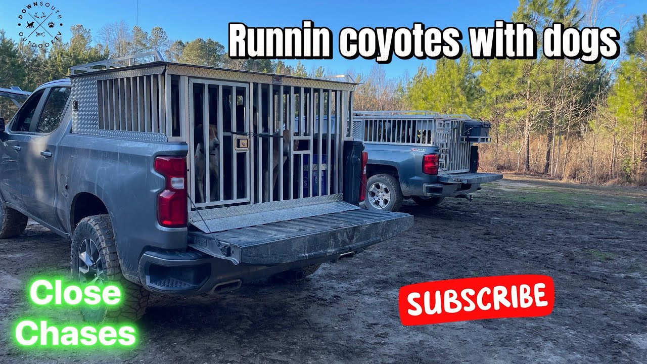 Chasing Coyotes with Hounds | 2025 Training | Eastern, NC