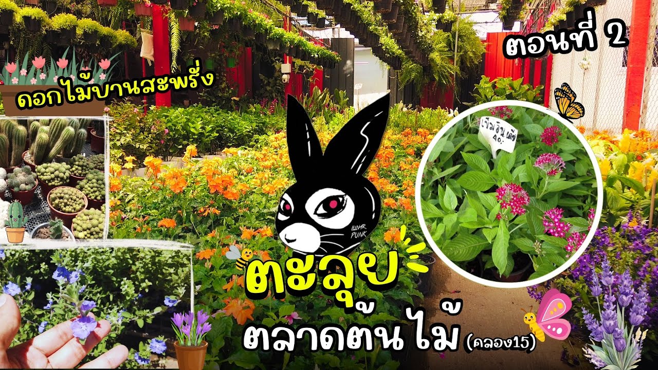 แค่20บาท!! ตลาดต้นไม้คลอง15 ดอกไม้บานสะพรั่ง จัดเต็มทุกร้าน ราคาไม่แพง
