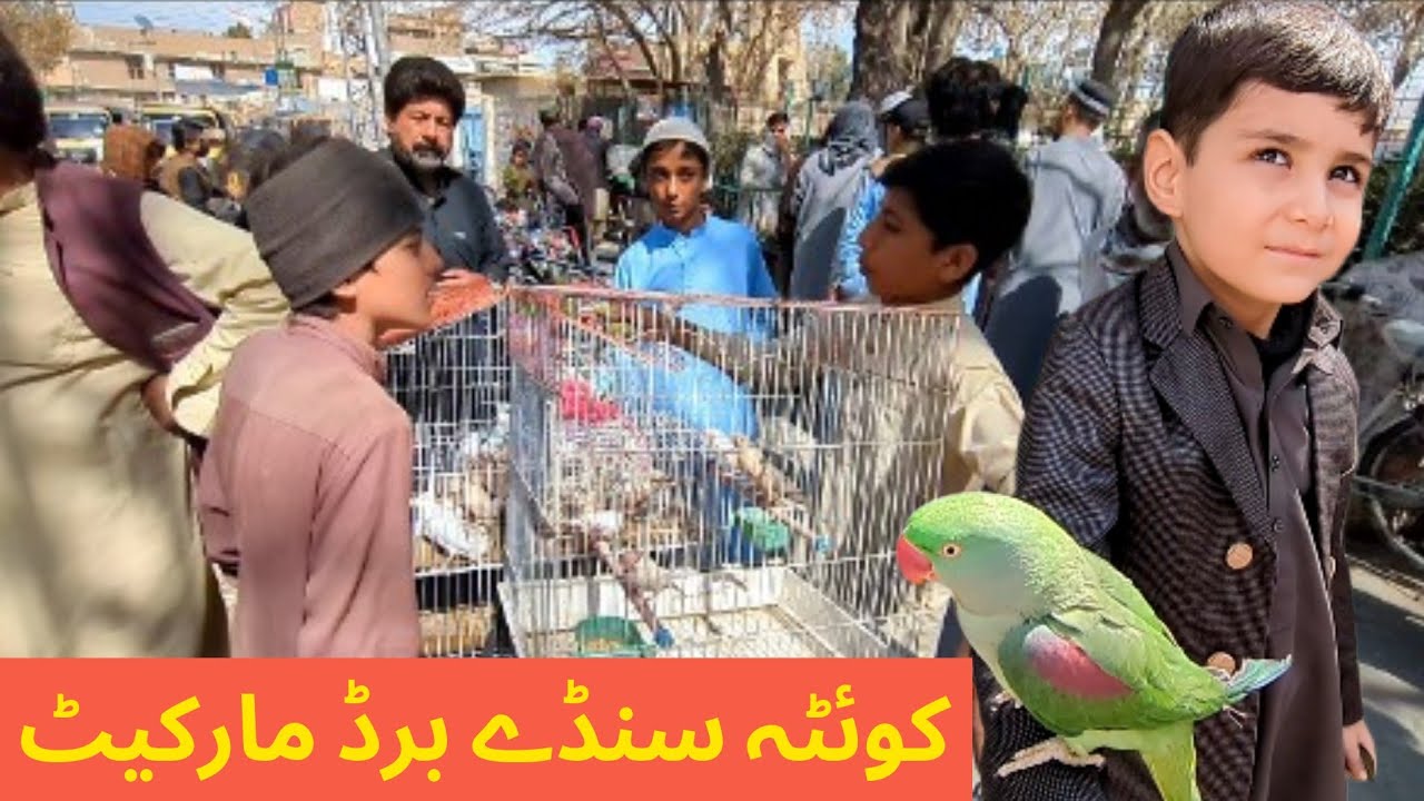 QUETTA SUNDAY bird's Market New price's update 01/03/2026