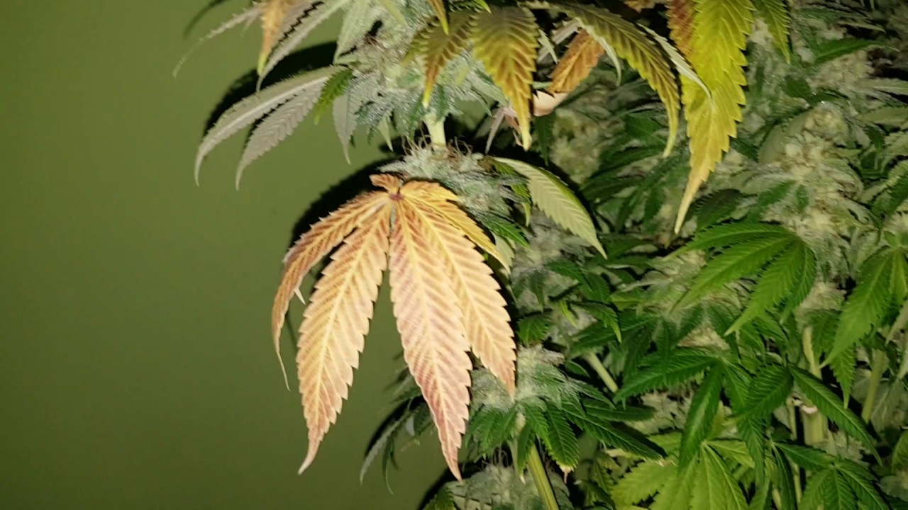 Sour Diesel Feminizada - Royal Queen Seeds 10 sem floracion