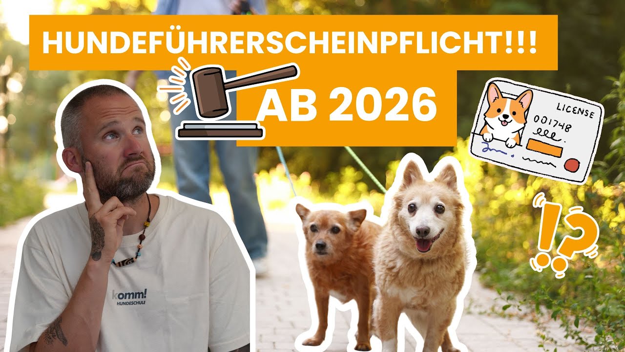 Hundeführerschein Pflicht ab 2026? Das steckt wirklich dahinter