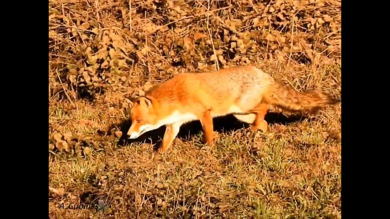 Zorro común, Zorro rojo - Raposo - (Vulpes vulpes) - Huida al llegar un macho adulto al territorio.