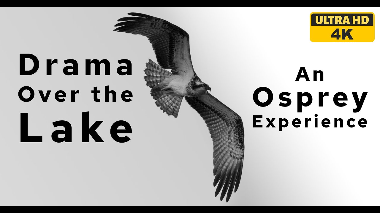 Drama At The Lake: An Osprey Experience