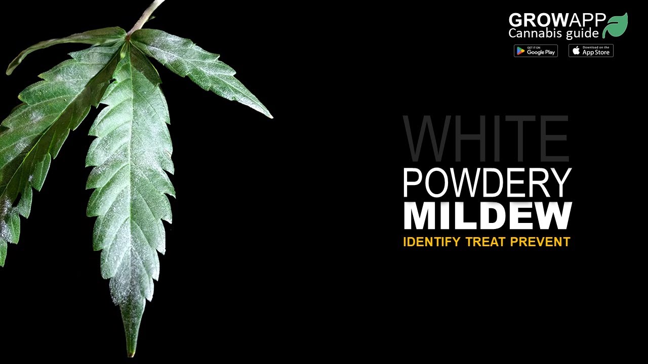 White Powdery Mildew | Identify, Treat, Prevent