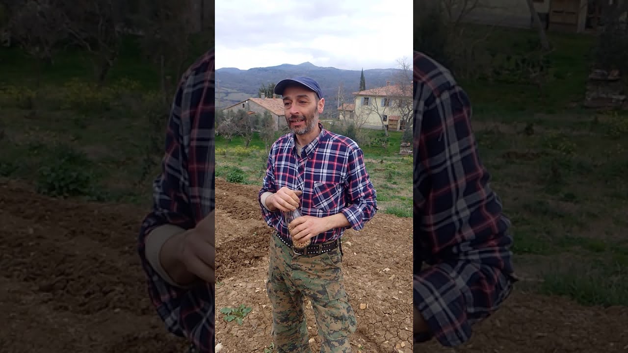 La semina dei CECI