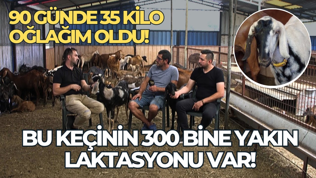 90 Günde 35 Kilo Oğlağım Oldu! /300 Bine Yakın Laktasyonu Var, 12 Ay Boyunca Kızgınlık Gösterebilir!