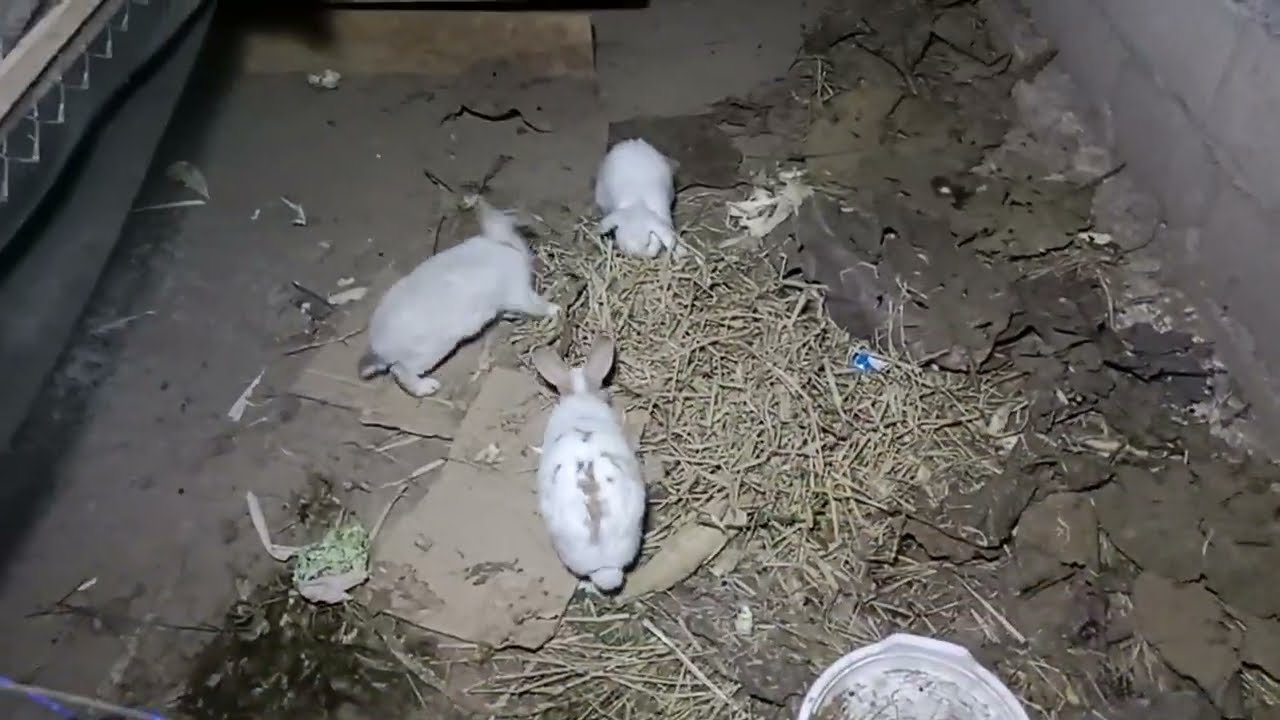 น้องเหมียวกระต่ายน้อย พักผ่อนนอนกันได้แล้ว แมววัดโป่งชัย แจ้ห่ม ลำปาง