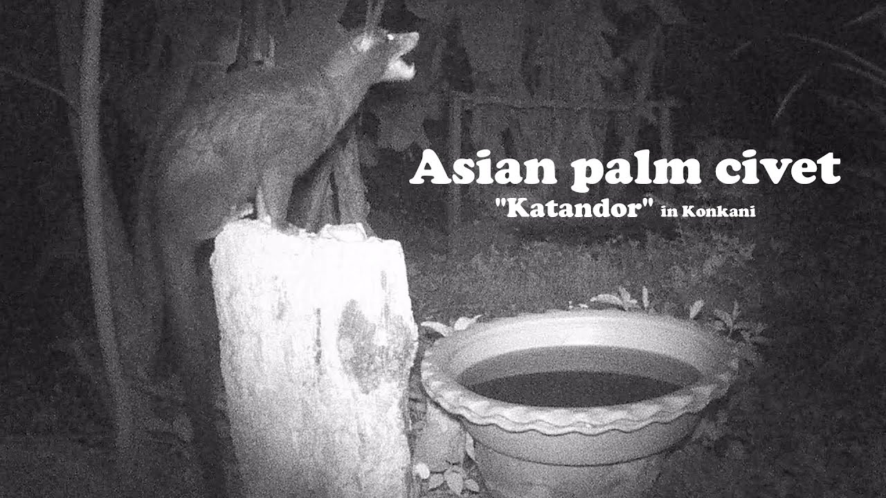 Trailcam3 - Asian palm civet