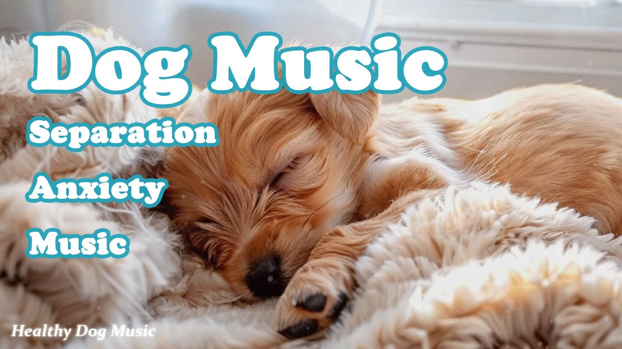 Лечебная музыка для собак 🐶 Расслабляющая музыка для снятия тревоги разлуки