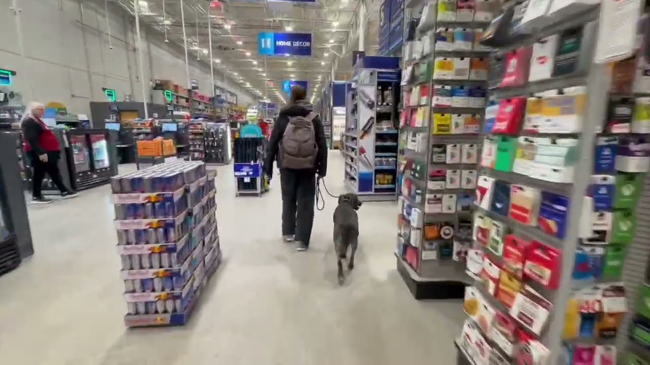 Jasmine | 4 Year Old Mixed Breed | Confidence Building | Distraction Training | Obedience Training