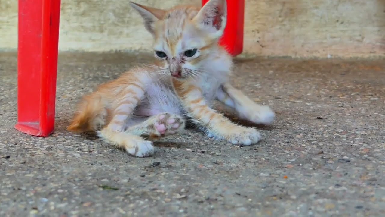 It is so lovely and pity the little kitten no have mom