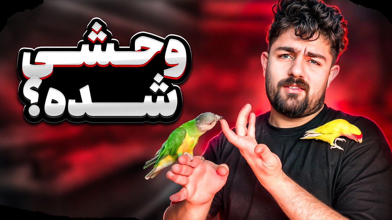 طوطی شما هم پرخااشگر شده ؟  به راحتی حل میشه   ( درمان و جلوگیری  )