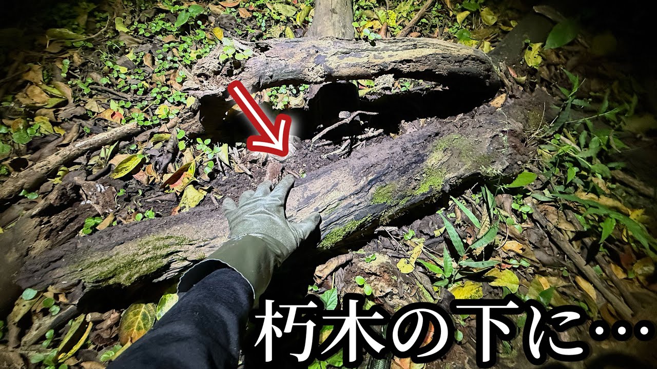 宮古島の森で朽木をめくってみたら超希少生物が…