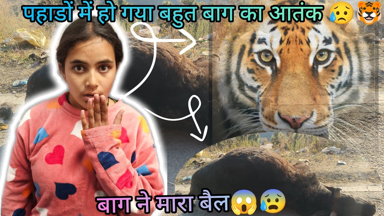 हमारे यहाँ तो डर का माहौल हैं🐯😱#phadilifestyle#uttarakhand #almora 