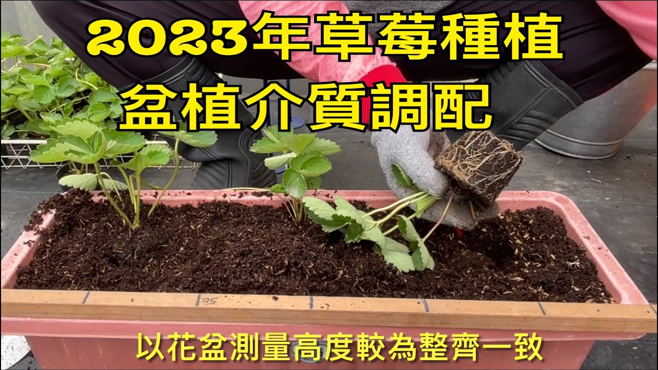 【休閒小菜園】2023年草莓季開跑了！草莓種植，介質調配！