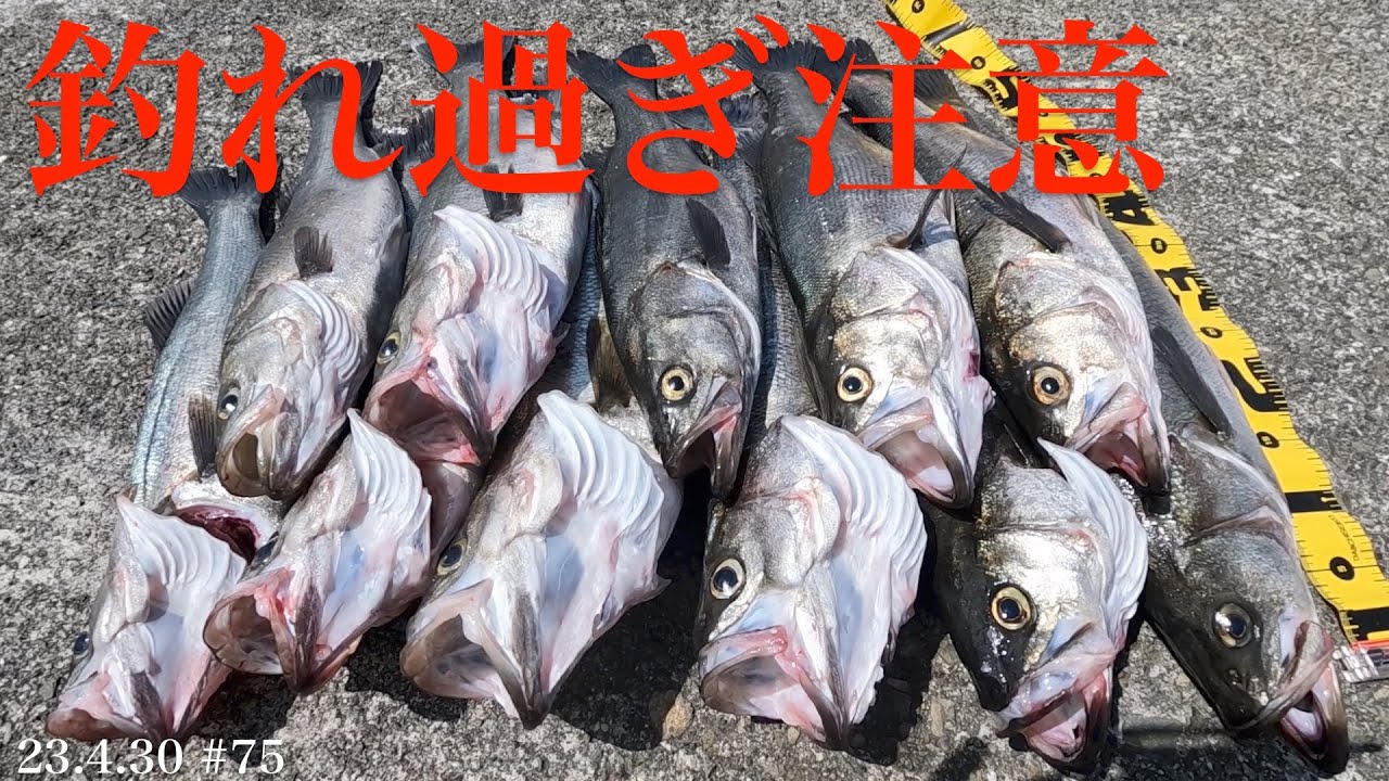 【釣り方教えます！】シーバス入れ食い！大爆釣中！◯◯が解れば誰でも簡単に釣れる！