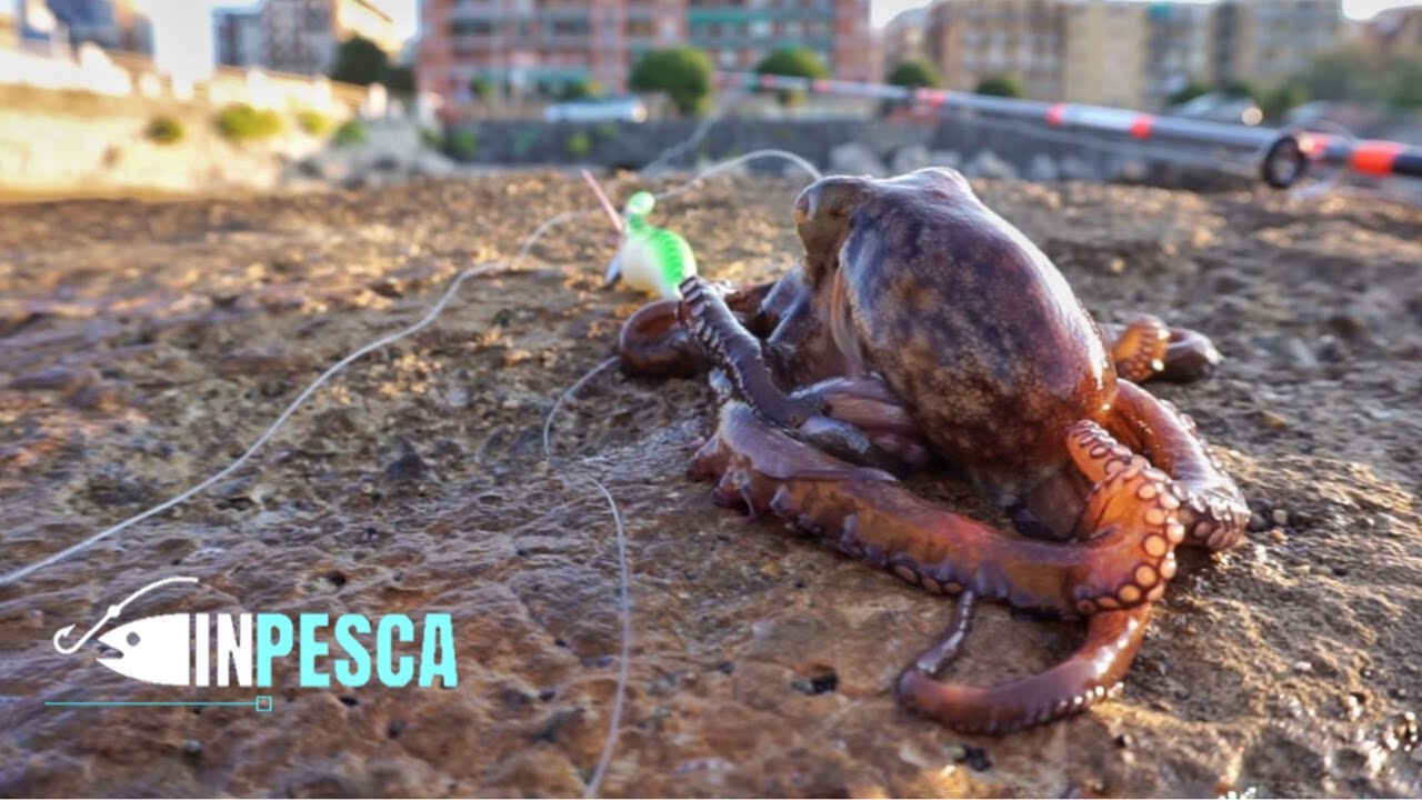 Pesca del POLPO dalla Scogliera | Lasciamo gli spot PULITI !!!