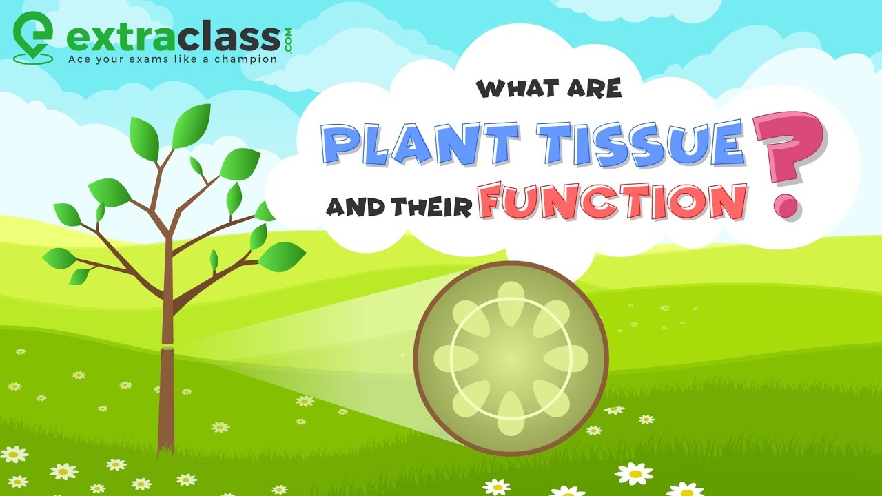 What are plant tissue and their function | Biology | Extraclass.com