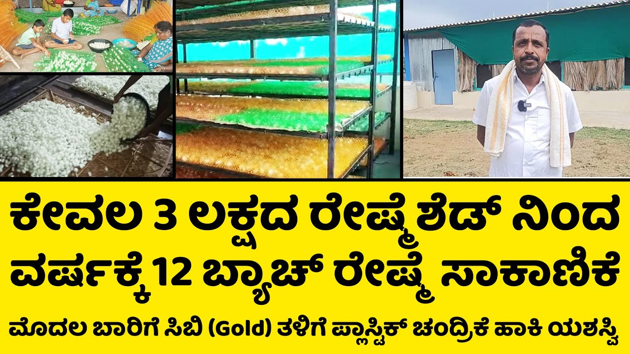 ಕೇವಲ 3 ಲಕ್ಷದ ಶೆಡ್ ನಲ್ಲಿ ವರ್ಷಕ್ಕೆ 12 ಬ್ಯಾಚ್, ಗೋಲ್ಡ್ ತಳಿಗೆ ಪ್ಲಾಸ್ಟಿಕ್ ಚಂದ್ರಿಕೆ | Reshme Krishi |