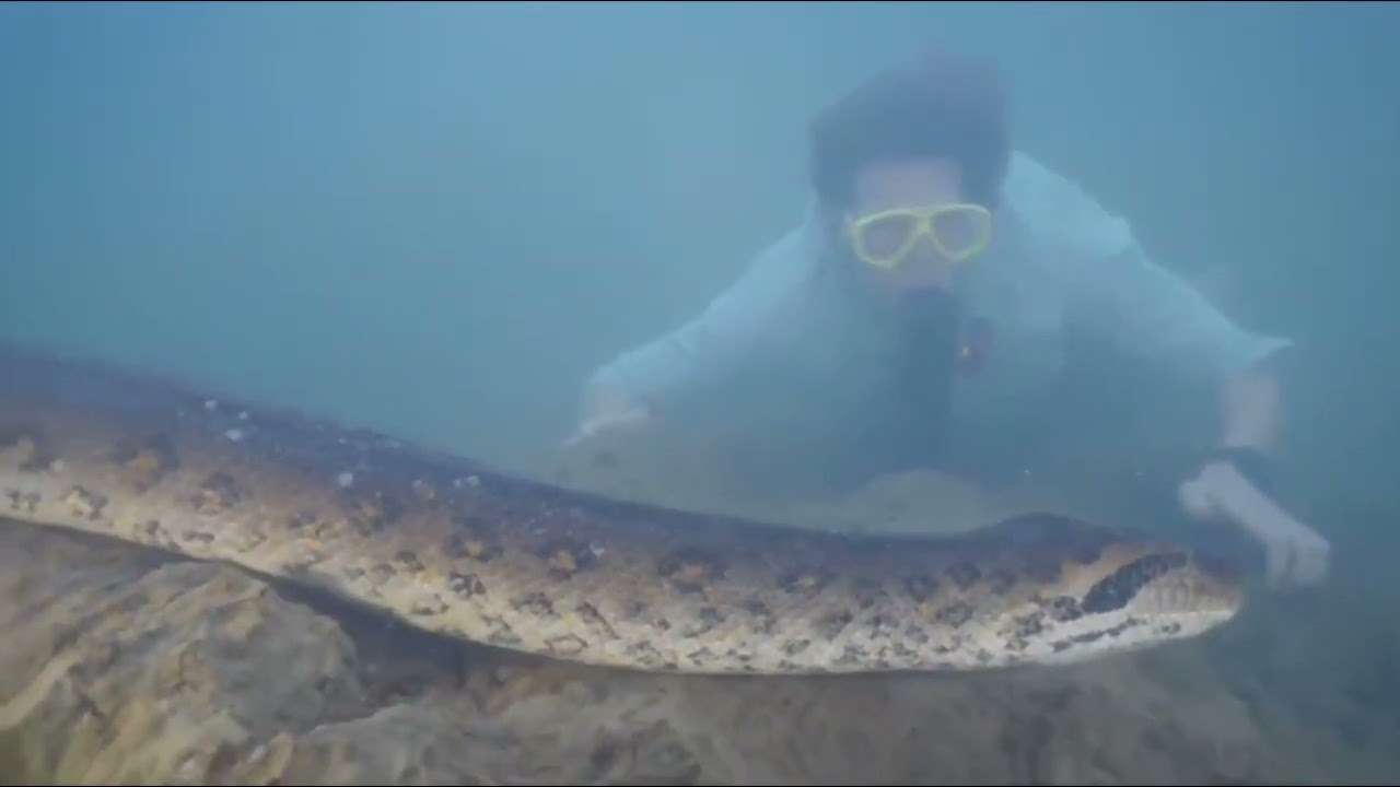 Discover an Anaconda 26 feet long and 440 pounds