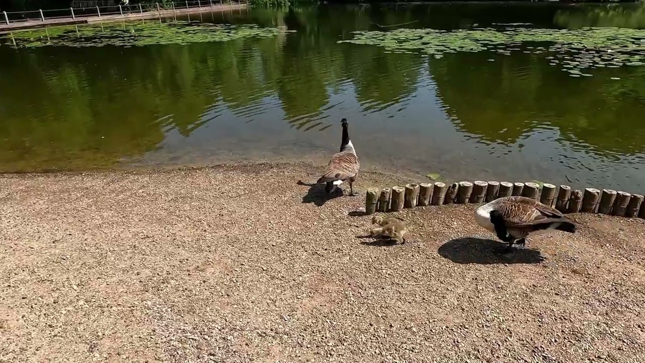 A stroll around Keston Common