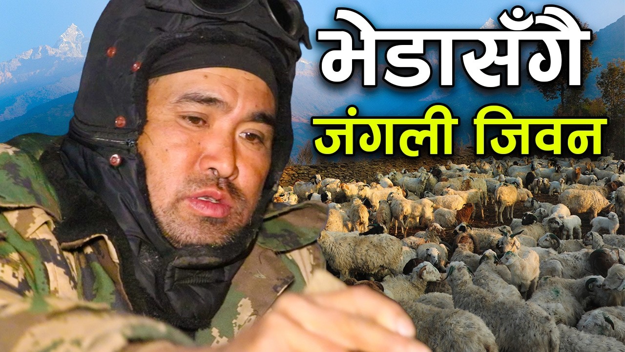 घर छोडेर भेडासँगै जंगली जिवन बिताइरहेका दाईको मन छुने कथा ||kiranpaudel