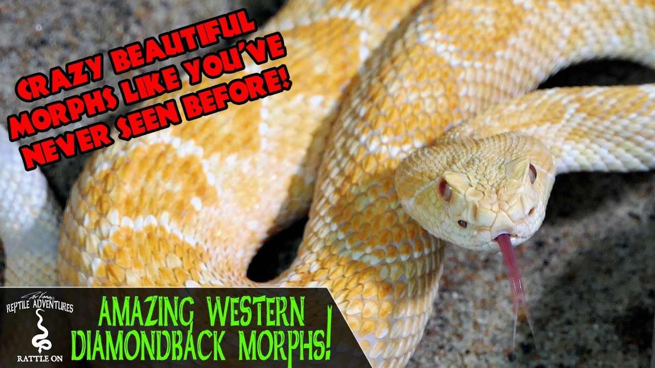 RATTLESNAKE MORPHS RACK TOUR! (Olympus Reptiles Collab)