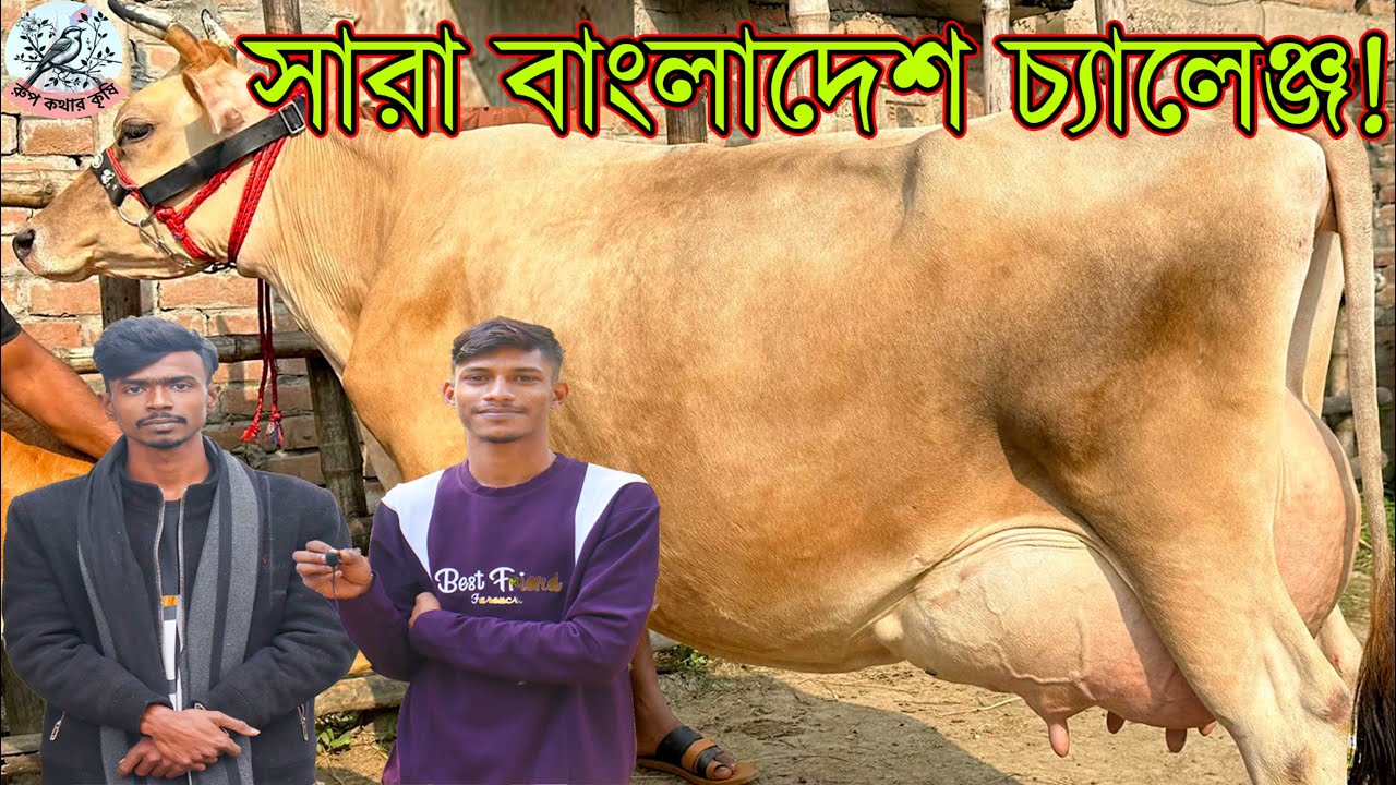 ৩ মাসের প্রেগন্যান্ট সঙ্গে বাচ্চা ১৫ লিটার দুধ দাম ! ১ লক্ষ ৯০ হাজার  ১ লক্ষ ৮০ হাজারে ২১ লিটার দুধ।