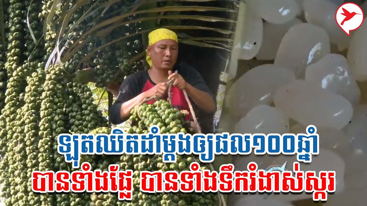 ឡុតឈិតដាំម្ដងឲ្យផល១០០ឆ្នាំ បានទាំងផ្លែ បានទាំងទឹករំងាស់ស្ករ | កម្មវិធីកសិកម្ម